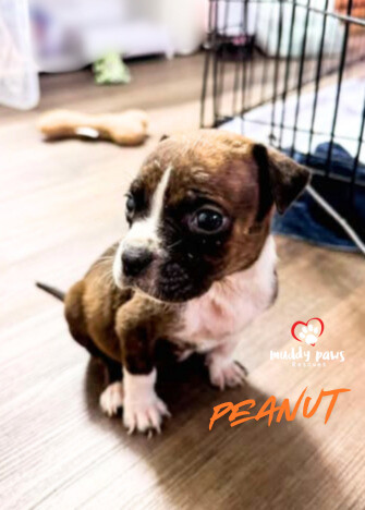 April Showers Litter: Peanut