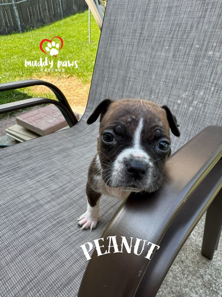 April Showers Litter: Peanut 6