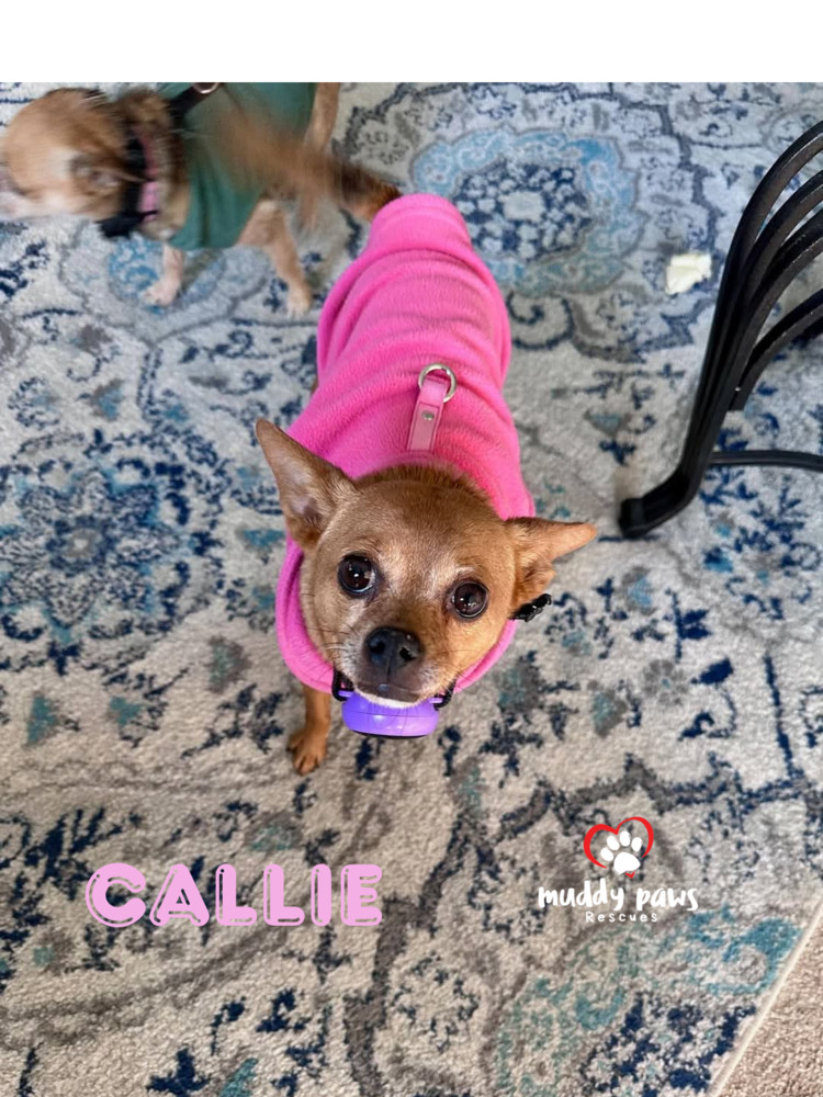 Callie