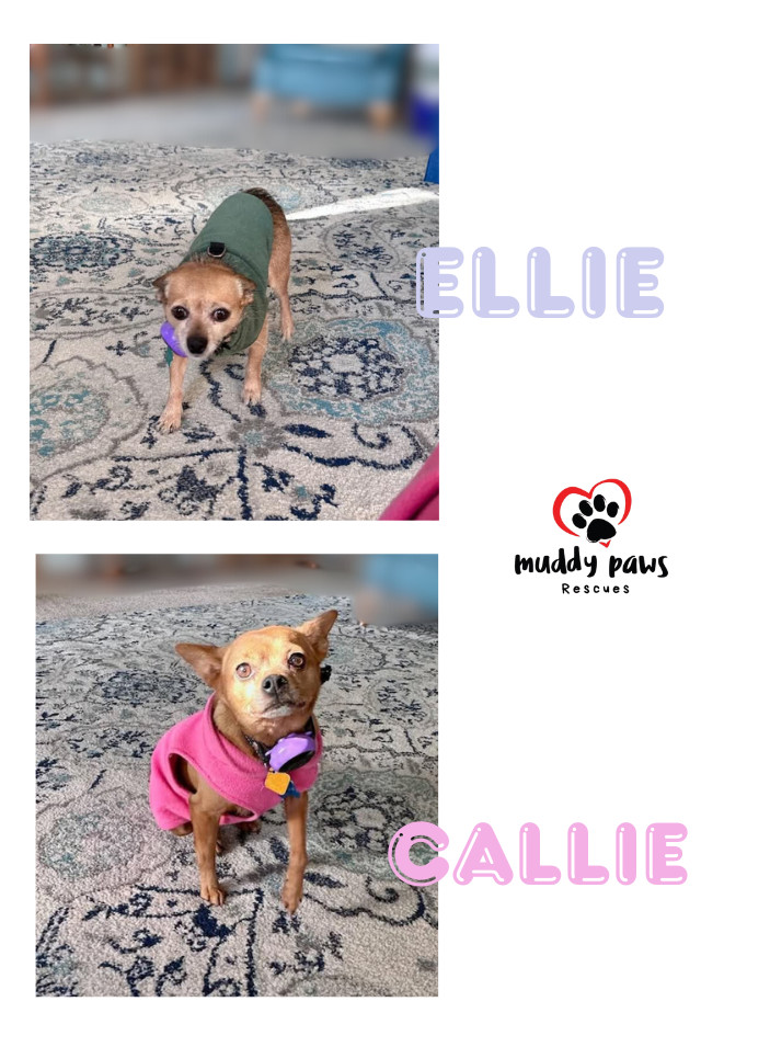 Callie