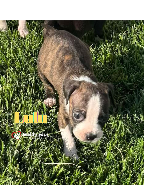 April Showers Litter: Lulu