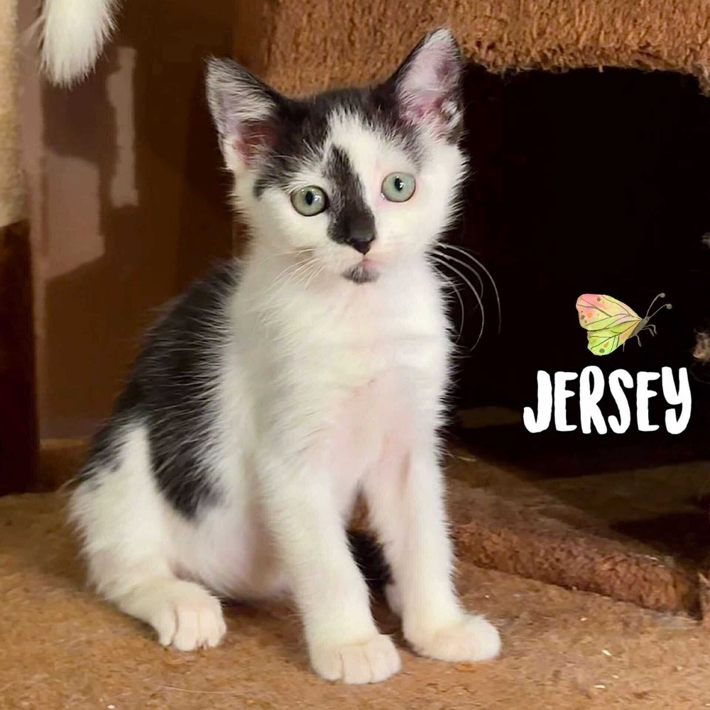 Jersey