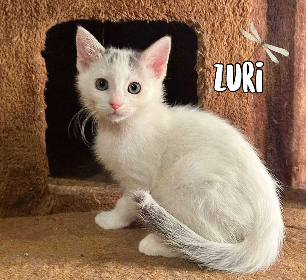 Zuri
