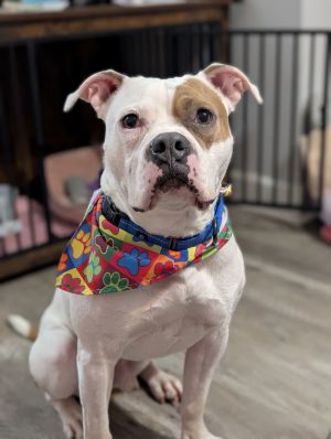 Chief, Adult Male American Bulldog