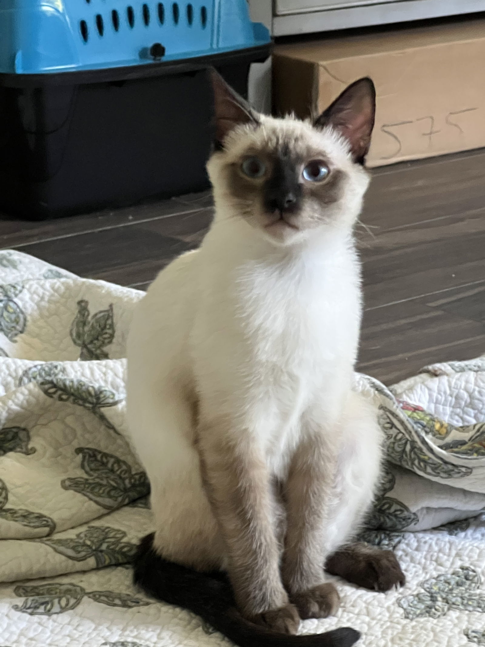 Bonbon ( BB)