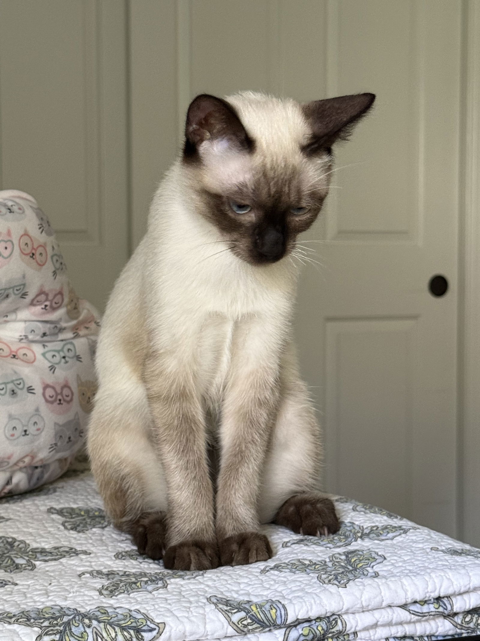Bonbon ( BB)