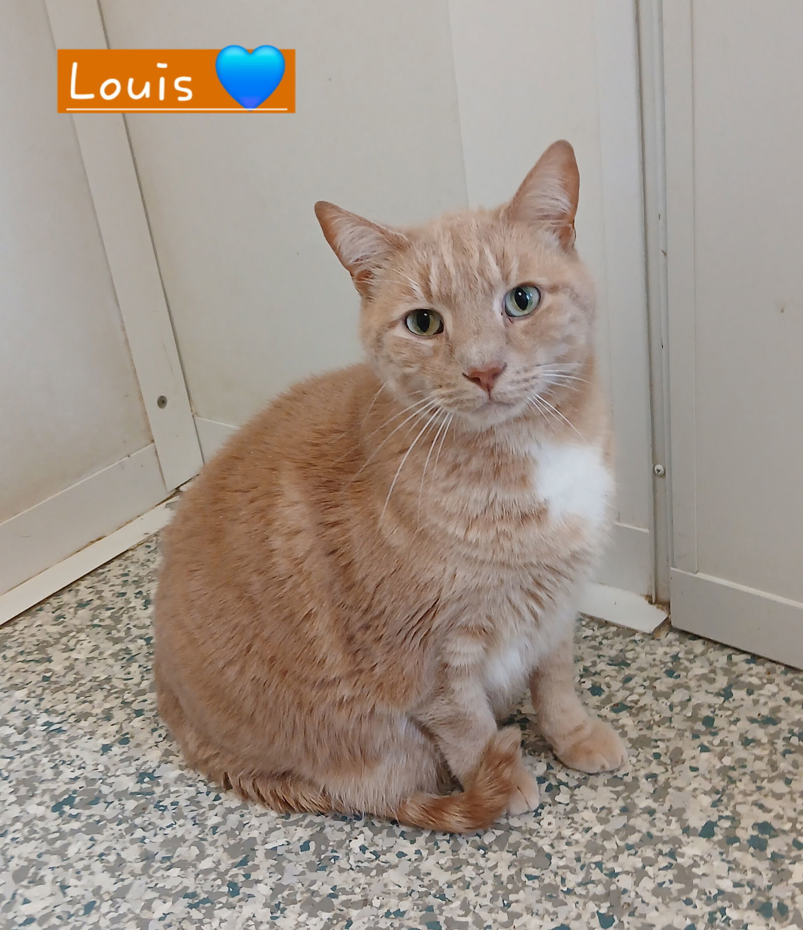 Louis