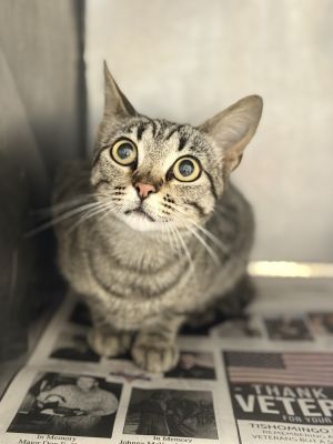 Libby 23C-0136, Adult Female Domestic Short Hair