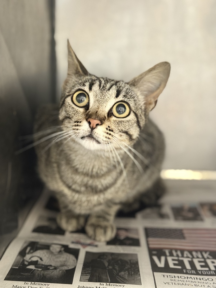 Libby 23C-0136, an adoptable Domestic Short Hair in Corinth, MS, 38834 | Photo Image 1