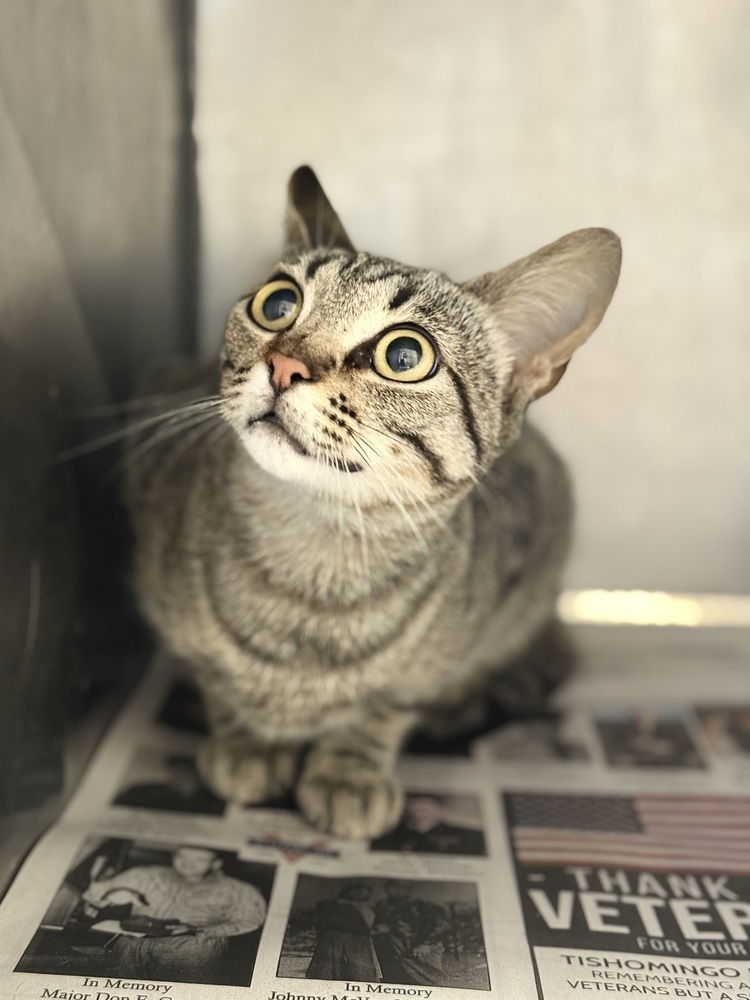 Libby 23C-0136, an adoptable Domestic Short Hair in Corinth, MS, 38834 | Photo Image 2