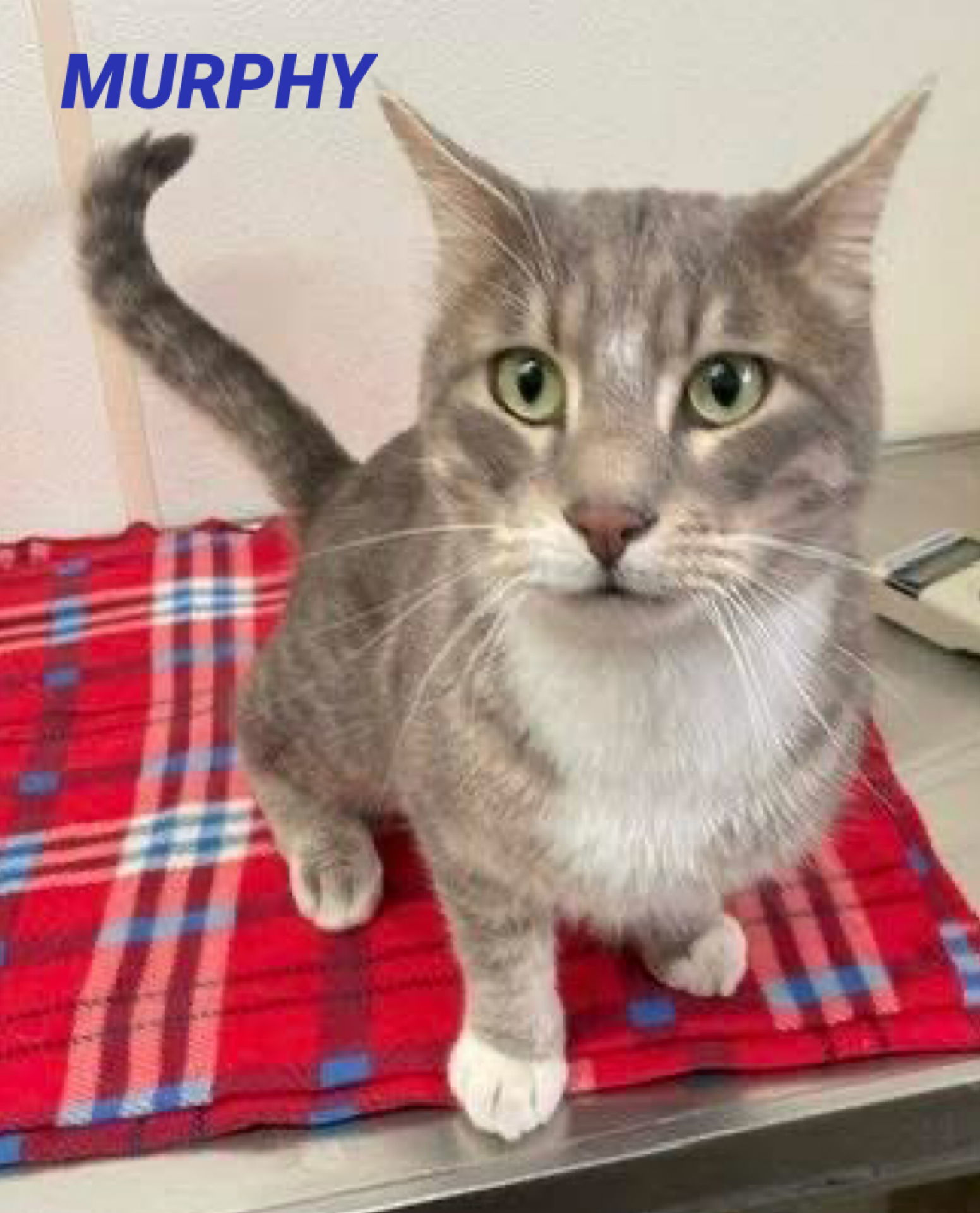 Murphy - Gray & White Cat in foster care, an adoptable Domestic Short Hair in Mitchell, SD, 57301 | Photo Image 1