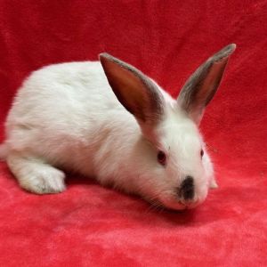 MY ADOPTION FEES ARE WAIVED Hello my names Smudge Im a medium size spayed female white short