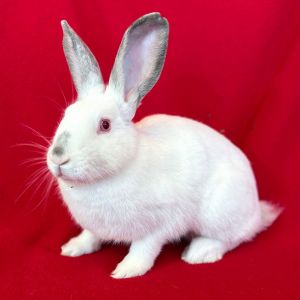 MY ADOPTION FEES ARE WAIVED Hello my names Smudge Im a medium size spayed female white short