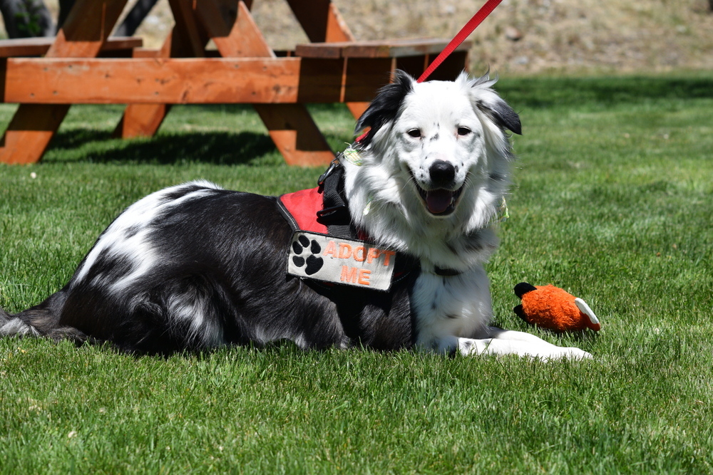 Snickers, an adoptable Border Collie in Salmon, ID, 83467 | Photo Image 1