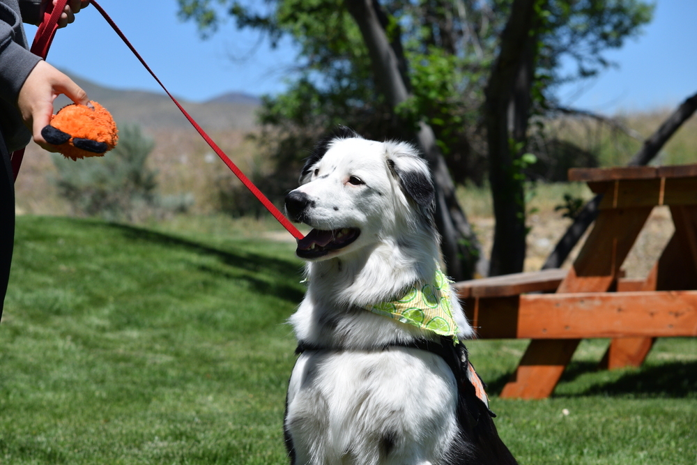 Snickers, an adoptable Border Collie in Salmon, ID, 83467 | Photo Image 2
