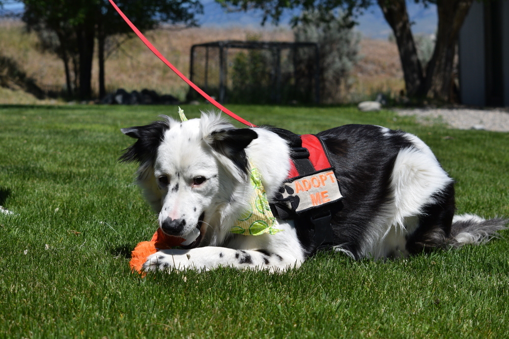 Snickers, an adoptable Border Collie in Salmon, ID, 83467 | Photo Image 3