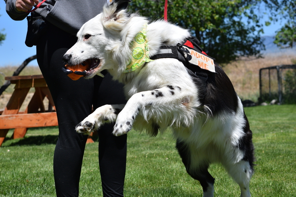 Snickers, an adoptable Border Collie in Salmon, ID, 83467 | Photo Image 4