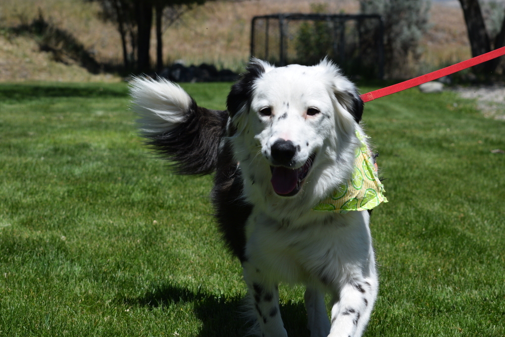 Snickers, an adoptable Border Collie in Salmon, ID, 83467 | Photo Image 5