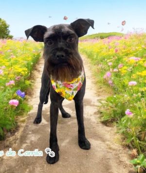 Looking for a sweet and social companion Say hello to Milka This adorable 1-year-old girl is a peo