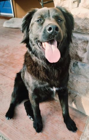 Meet Billy This charming 18-month-old 50lbs male is ready to find his forever family May 2025