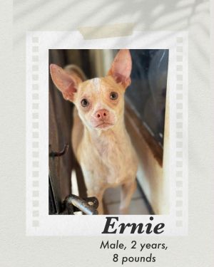 Ernie, Adult Male Chihuahua