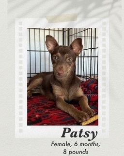 Patsy, Baby Female Miniature Pinscher