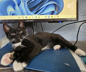 Rocky, Baby Male Domestic Short Hair