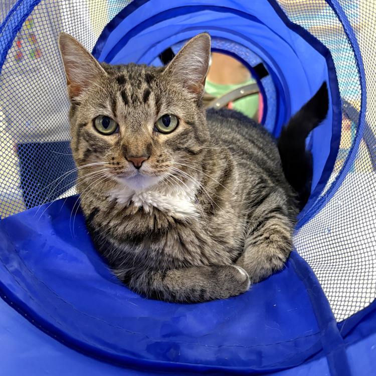 Lanai, an adoptable Domestic Short Hair in Colorado Springs, CO, 80908 | Photo Image 1