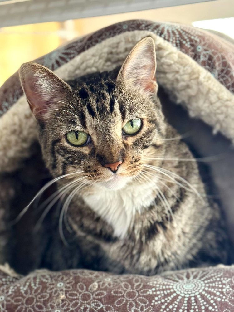 Lanai, an adoptable Domestic Short Hair in Colorado Springs, CO, 80908 | Photo Image 2