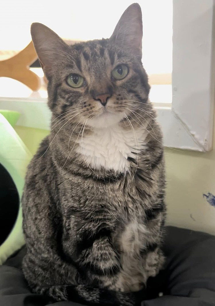 Lanai, an adoptable Domestic Short Hair in Colorado Springs, CO, 80908 | Photo Image 3