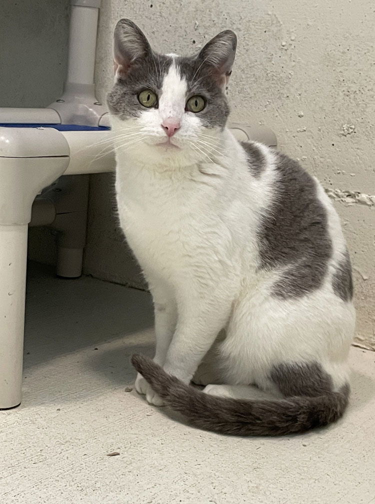 Warlord, an adoptable Domestic Short Hair in Colorado Springs, CO, 80908 | Photo Image 1