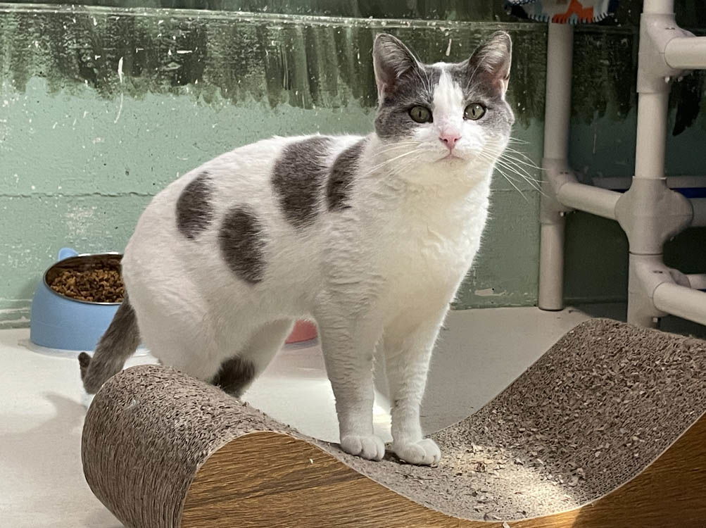 Warlord, an adoptable Domestic Short Hair in Colorado Springs, CO, 80908 | Photo Image 2
