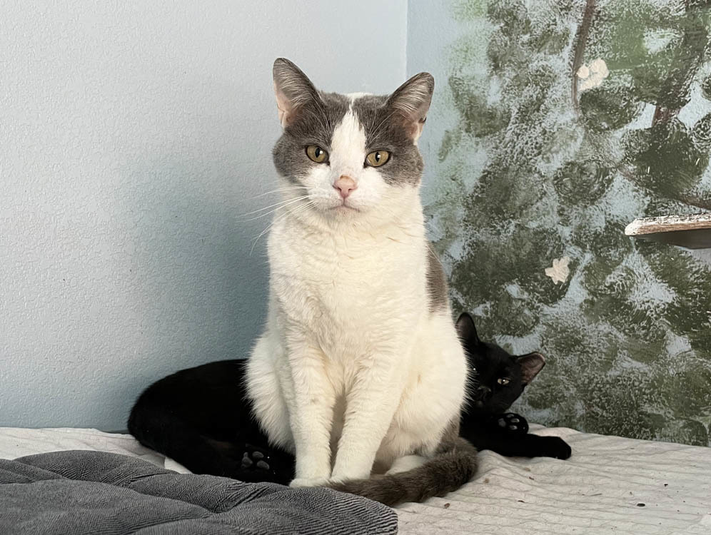 Warlord, an adoptable Domestic Short Hair in Colorado Springs, CO, 80908 | Photo Image 3