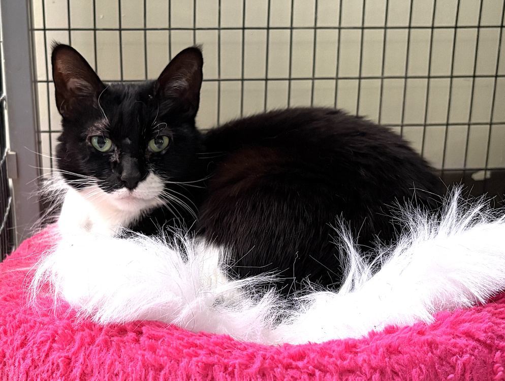 FurFur, an adoptable Domestic Short Hair in Colorado Springs, CO, 80908 | Photo Image 1