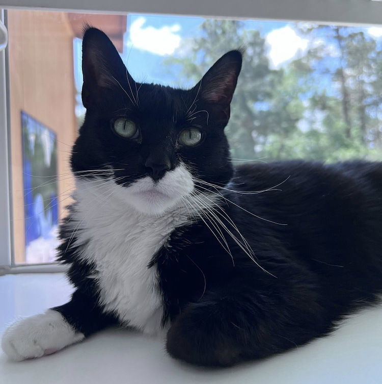 FurFur, an adoptable Domestic Short Hair in Colorado Springs, CO, 80908 | Photo Image 1
