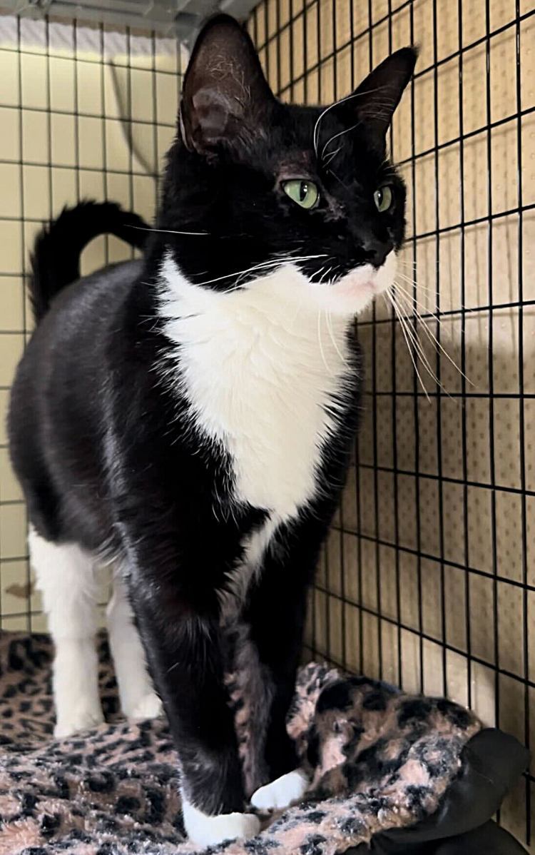 FurFur, an adoptable Domestic Short Hair in Colorado Springs, CO, 80908 | Photo Image 2