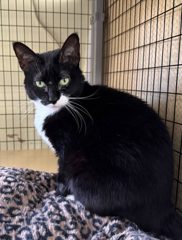 FurFur, an adoptable Domestic Short Hair in Colorado Springs, CO, 80908 | Photo Image 3