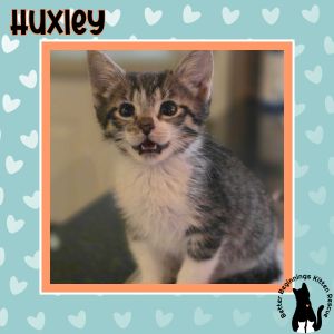 Huxley, Baby Male unknown