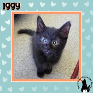 Iggy, Baby Male unknown