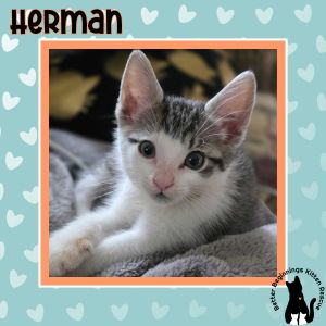 Herman, Baby Male unknown