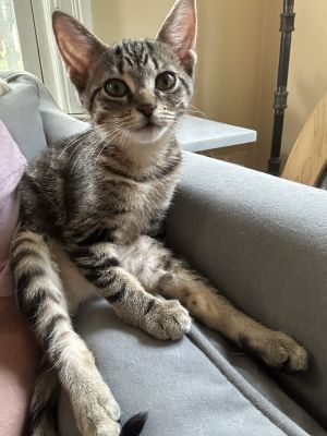 Cirrus, Baby Female Domestic Short Hair