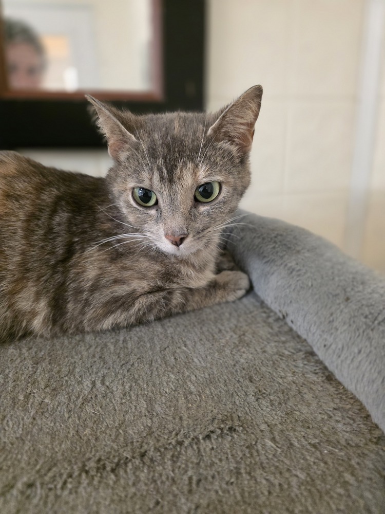Weezie Cat