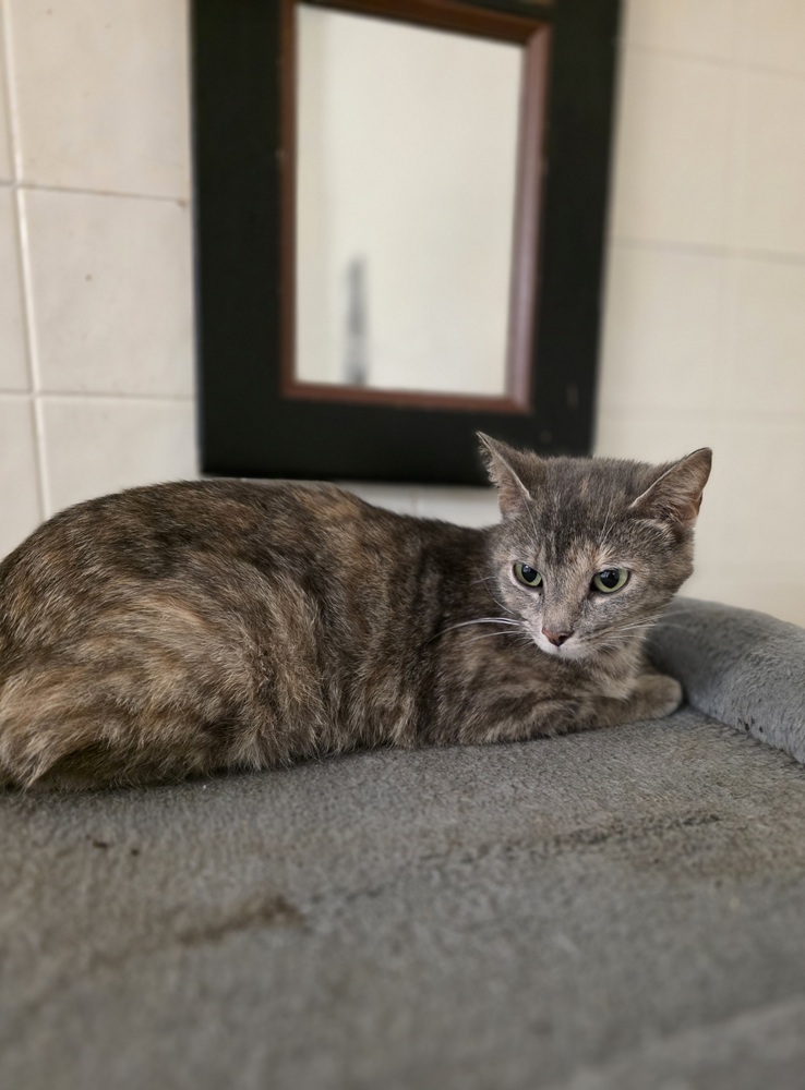 Weezie Cat