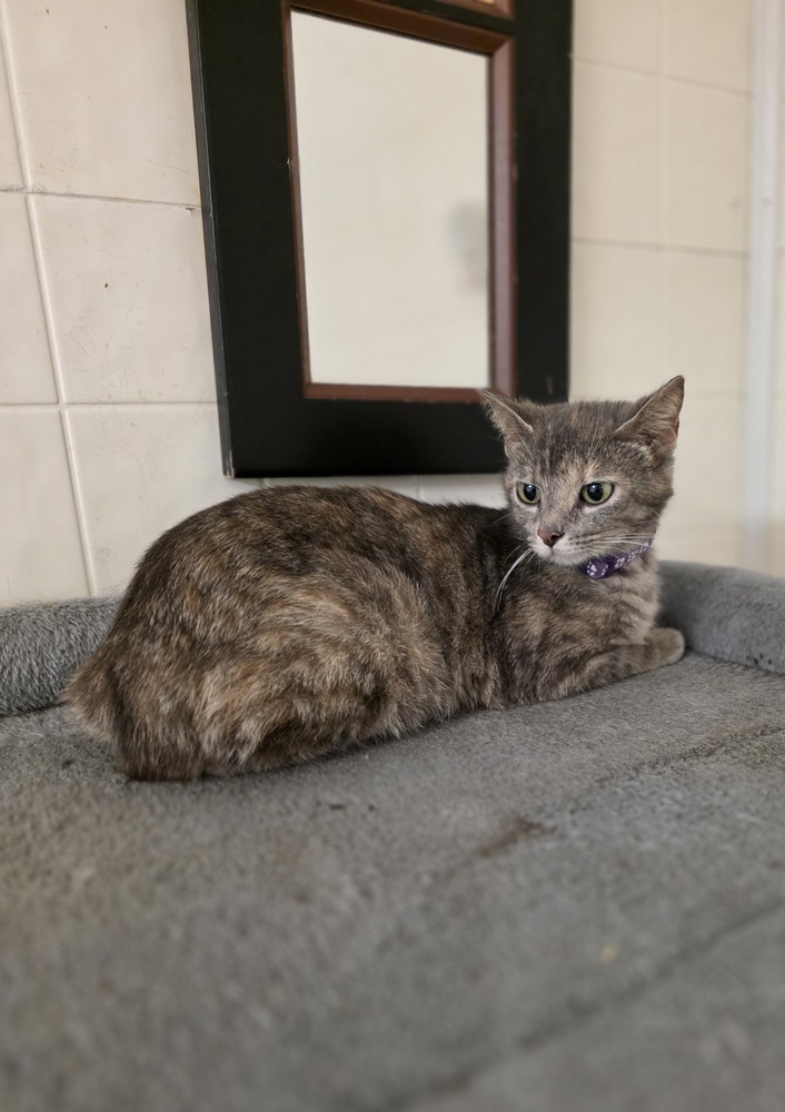 Weezie Cat