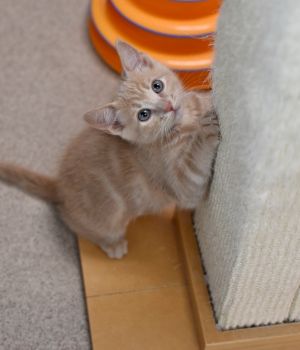 Catherine was born in foster care to a former community cat Fluffy Like her mama she is cautious 