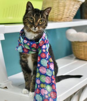 Cade transferred to us from Cobb Co Animal Services He had been at that facility for about 2 months