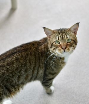Alexi Adonis and Andreas came to Good Mews from a local county shelter for a better chance at find