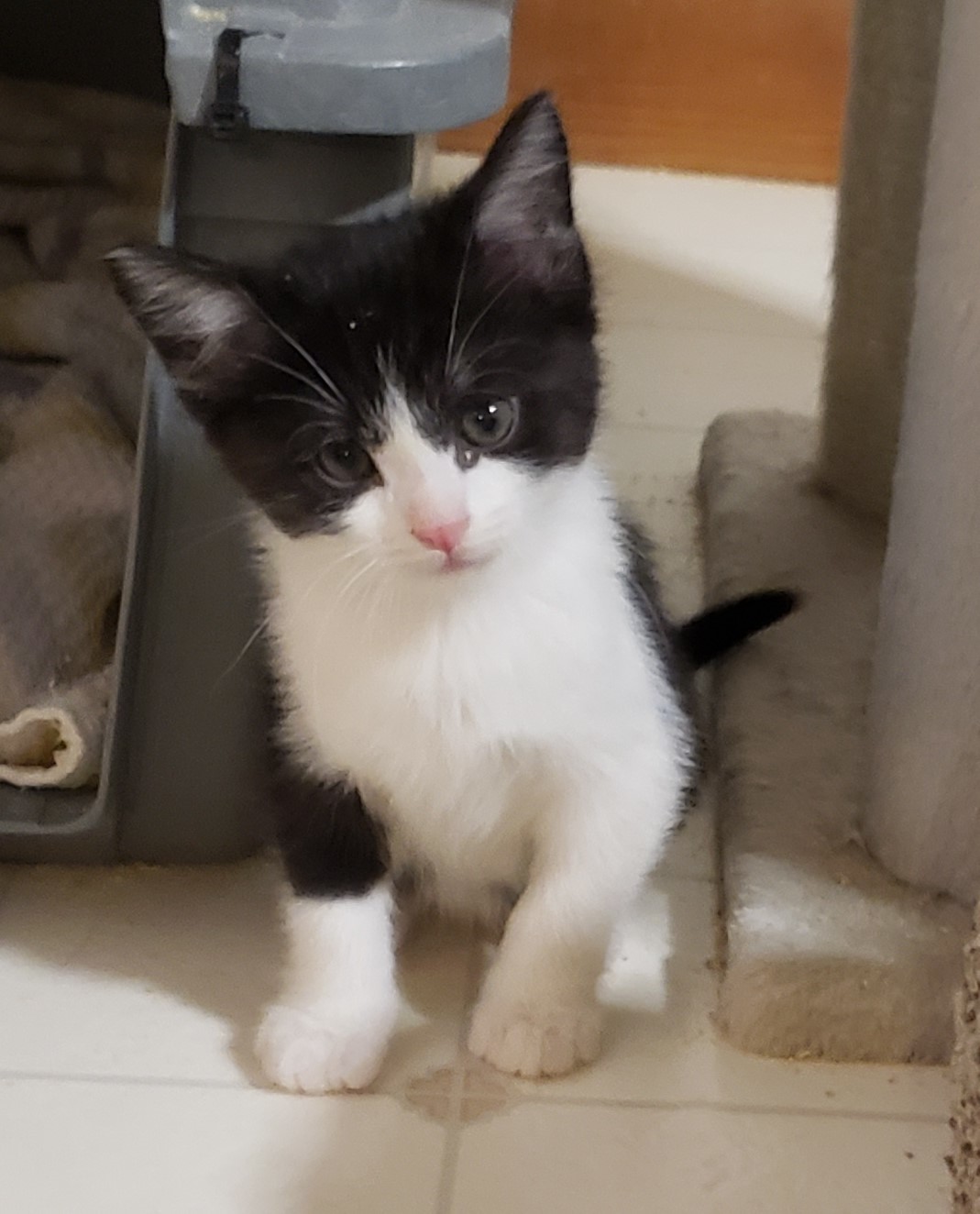 Zest, an adoptable Domestic Short Hair in Fort Collins, CO, 80524 | Photo Image 1