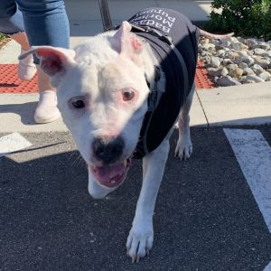 Pickles, Senior Male Pit Bull Terrier