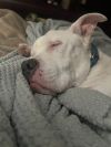 Pickles photo 3